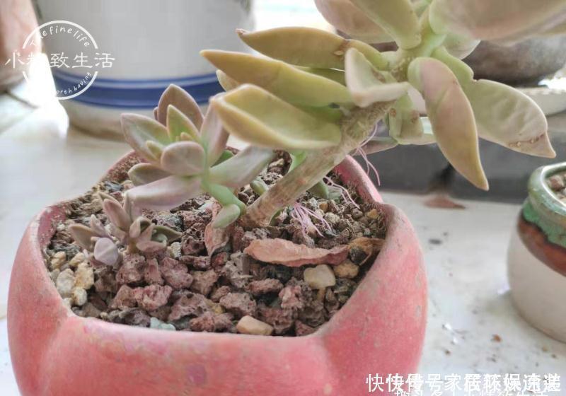 一个小细节,关系多肉安全度夏,这事做得早,肉肉夏天没烦恼