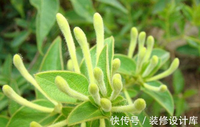 金银花泡水|夏季金银花泡水好处多，但3类人不要喝，避免对身体造成不利影响