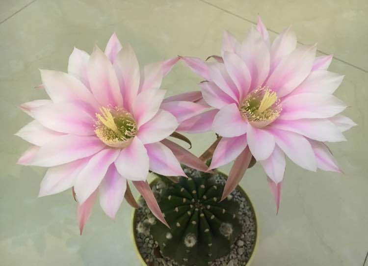 喜欢菊花,就养“优良品种”水晶紫,小巧艳丽,花型饱满!