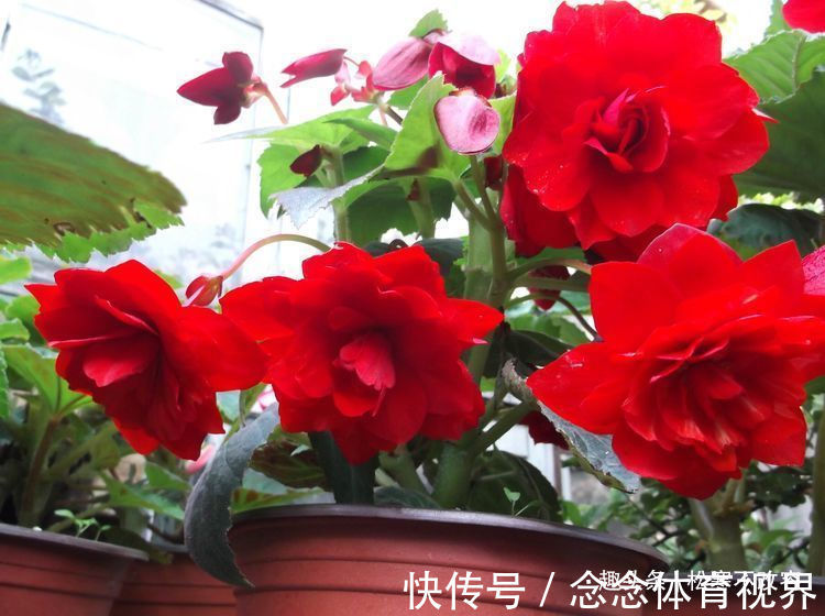 球根海棠|几种漂亮花，好打理，易爆盆，阵阵花香，花朵大！