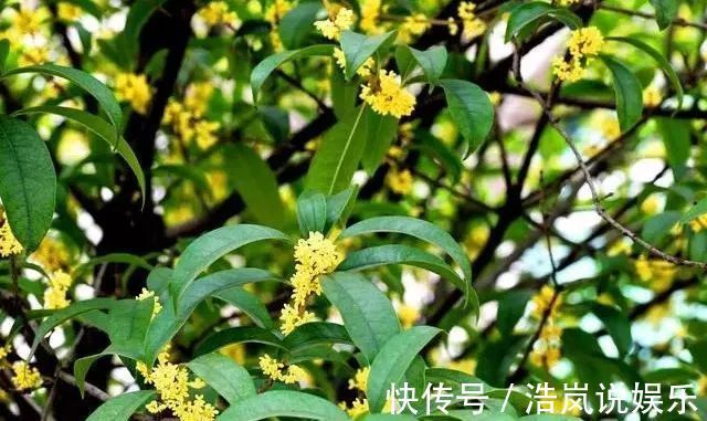 祛除|桂花不仅可以吃,还有药用价值,现在知道还不晚
