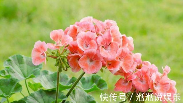 植物|5种普通的植物，开花“惊艳”，年年开花，非常好养，你喜欢吗