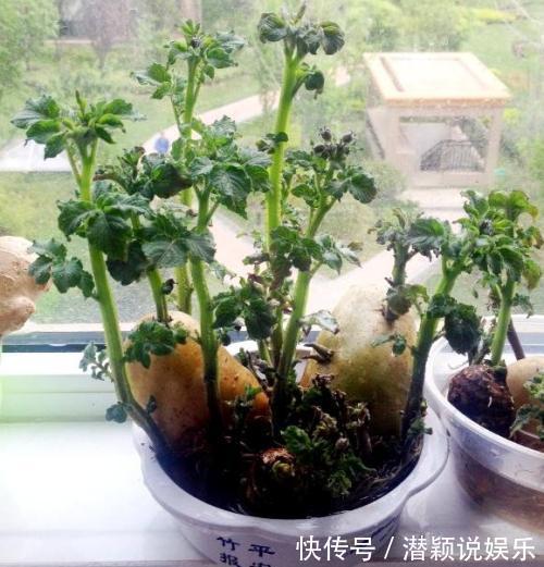 放水|6种蔬菜头留好了,放水里就长根,养成小盆栽真耐看,叶子味道好