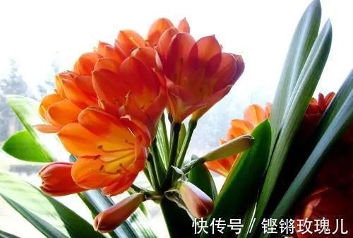 根部|不会养君子兰,记住5个技巧,盆盆长爆盆,棵棵开花艳