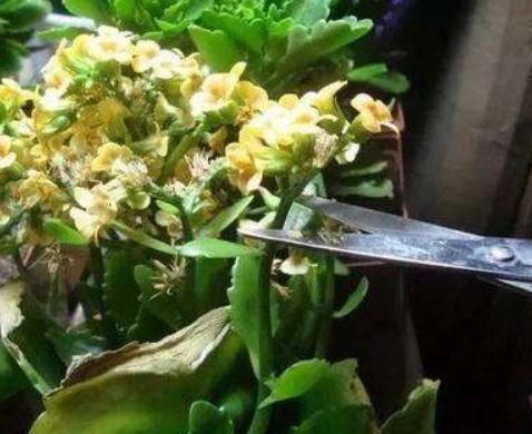 长寿花“犯傻”不开花“收拾”一下,花苞立刻上枝头,花朵旺