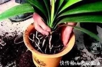 养花|什么阿司匹林、维生素都不如“1块它”,掰碎扔盆里,壮根挤破盆