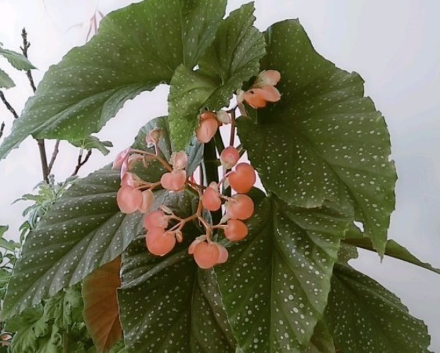 耐阴怕晒的花,一晒叶子就发黄干裂,放阴凉地养得好!