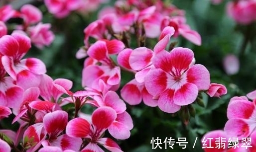 几款花卉便宜又好养,不仅名字超好听,花更漂亮,花开美翻天