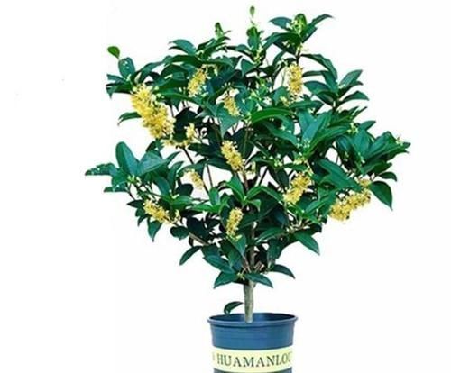 月季花|养了几十盆花,香味纯正、花开娇艳的就六种,一起见识一下吧