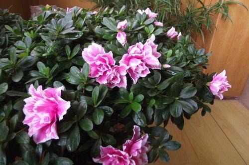 地域性|3种花再喜欢,也别轻易买,虽然很漂亮,但能“养活”的人不多