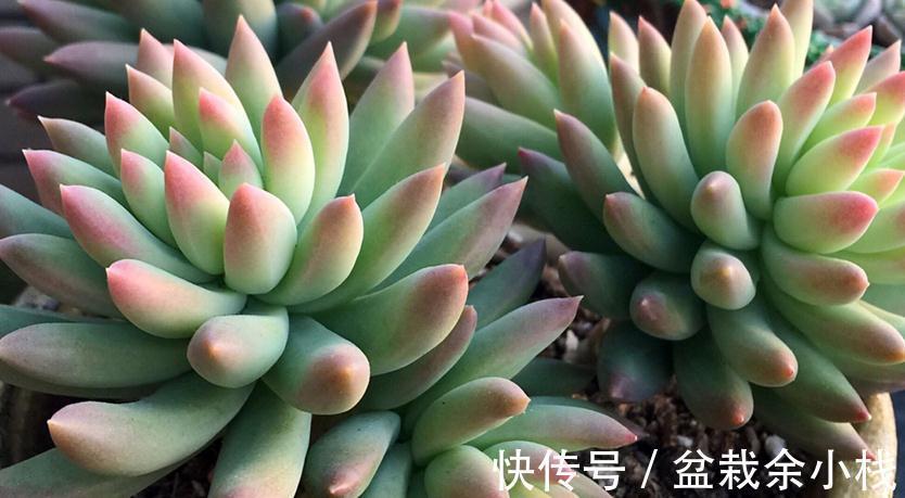 浇水|秋季给多肉浇水,掌握住这4个小技巧,爆盆肥叶很简单