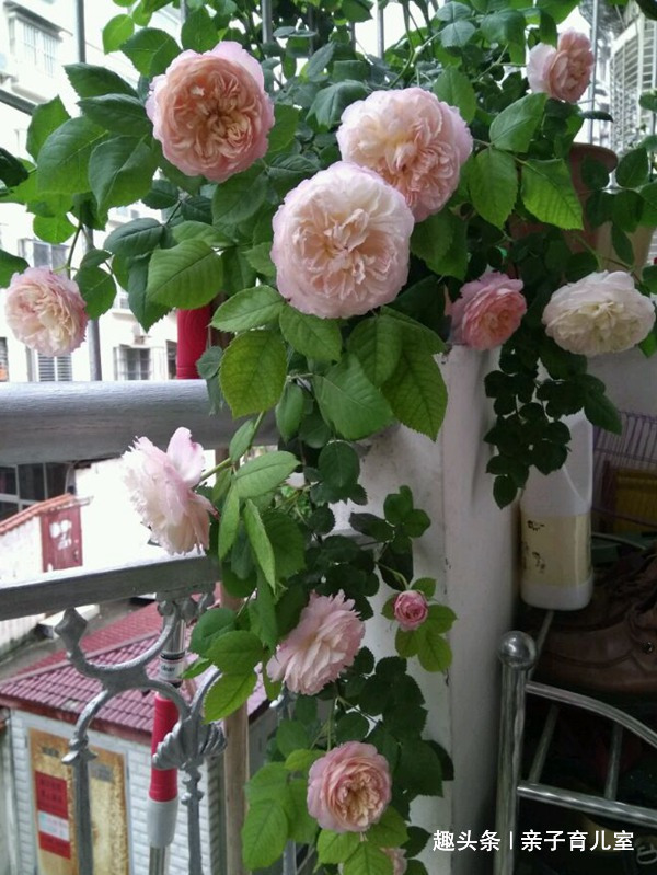 喜欢玫瑰，不如养盆“珍品玫瑰”极光咏叹调，花色靓丽，仙女之姿