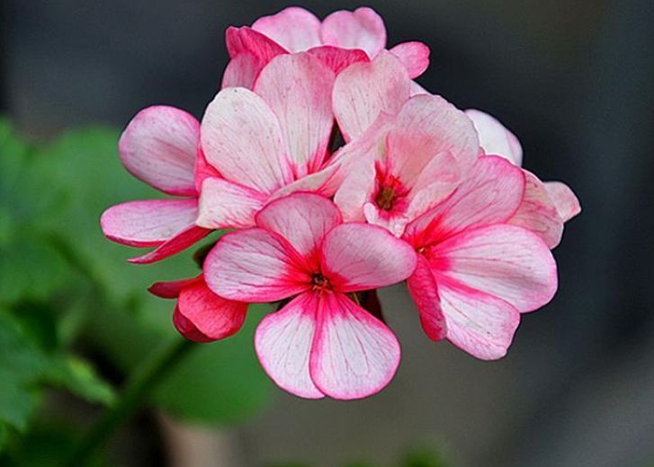 喜欢养花,不妨试试这几款,开花似花海,花型独特又美观