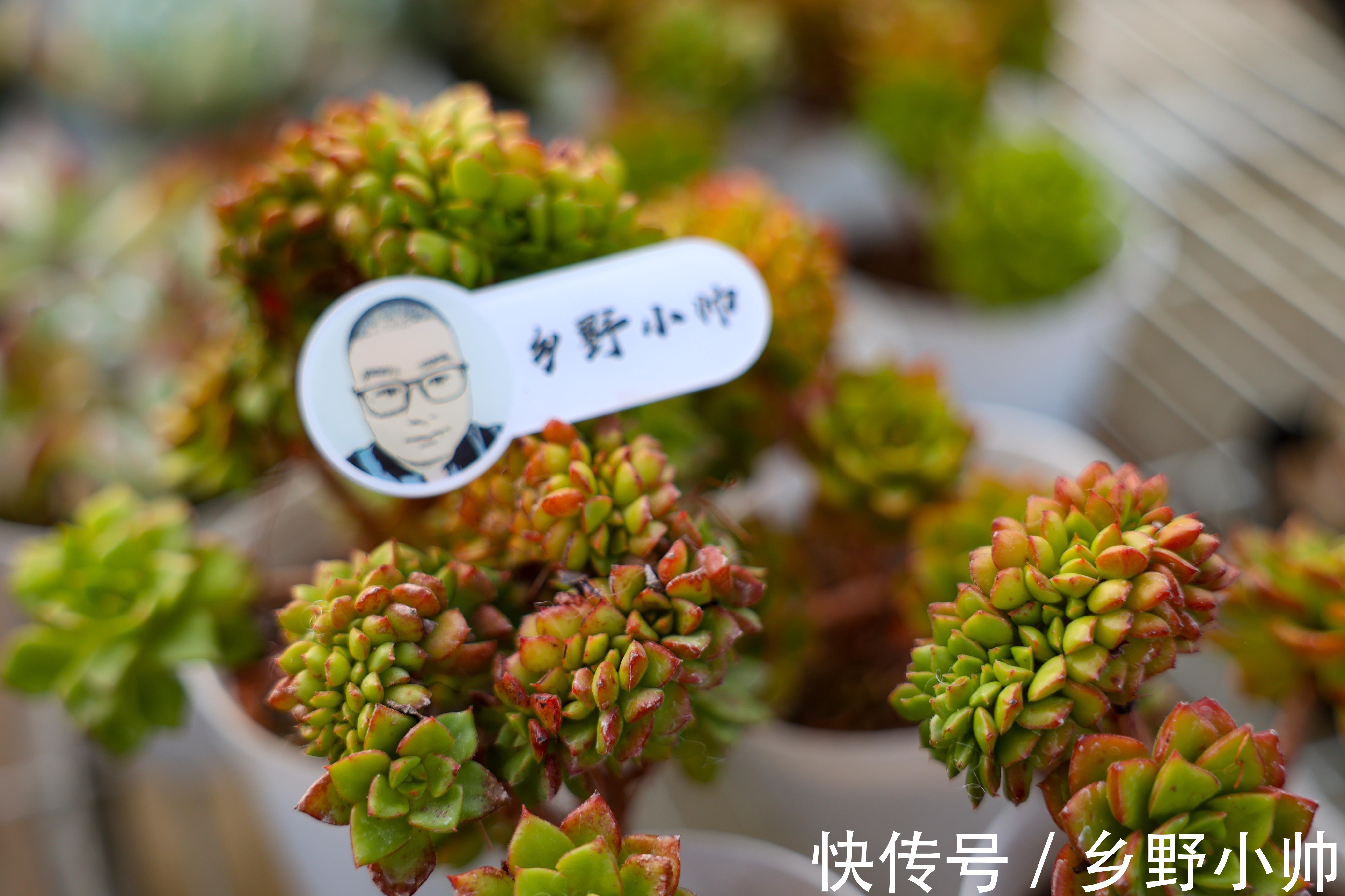 冰梅|适合懒人养的多肉品种,一长一大片,属于真正“野生”品种