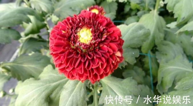 菊花展|喜欢菊花,不如养盆优良名菊‘乒乓菊’淡雅秀丽,清新之美!