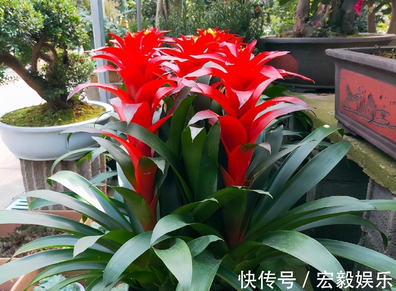 6种“吉利花”养在客厅里,一帆风顺,运气好,日子越过越顺当