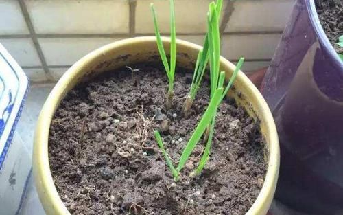 当盆栽状态不佳时，别烦恼，用好草木灰，黄叶不再是问题