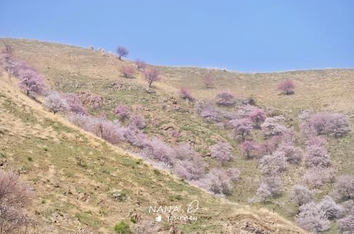 再过几天，新疆的这里将成为杏花的海洋，漫山遍野的盛景