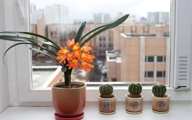 阳台养花蚊子多?自制3种“驱蚊水”,傍晚喷一喷,蚊子不见踪影