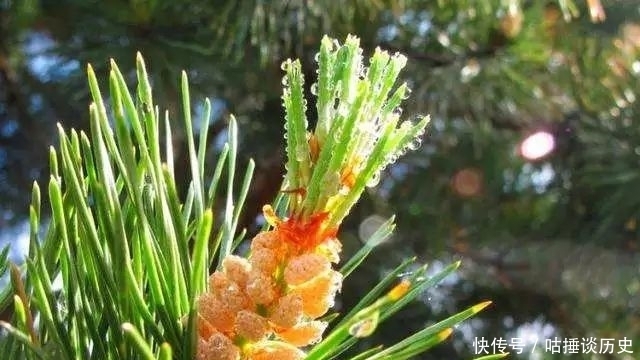烟雨夜读 扁舟莫向芦边宿,夜半西风有雁声