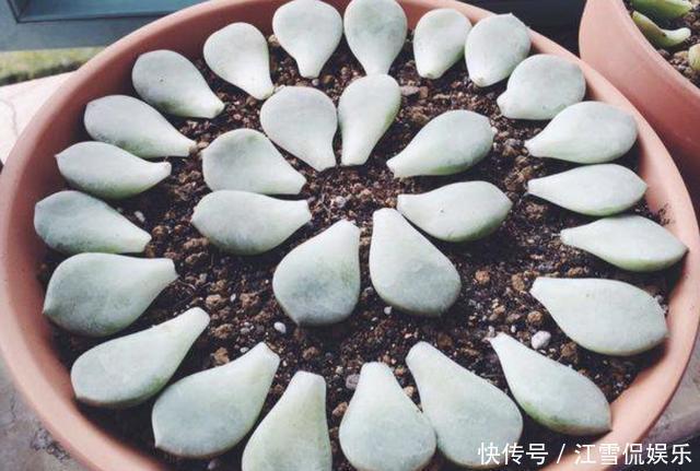 叶插|多肉叶插“不麻烦”,将“4个步骤”处理好,8天生根,冒出小苗!