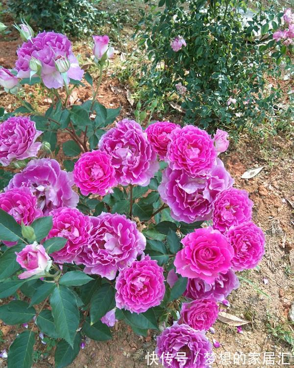 绿化带|4种“娇气花”楼房里总养死?扔在家门口,顿时枝繁叶茂,开花旺