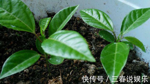 播种|这种水果太好养,1粒种子就能爬满阳台,年年都有水果吃!