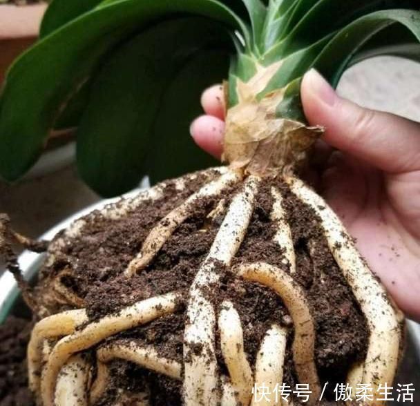 观赏价值|君子兰长得慢,春天抓紧做好三件事,根系壮,叶片绿,纹理深厚
