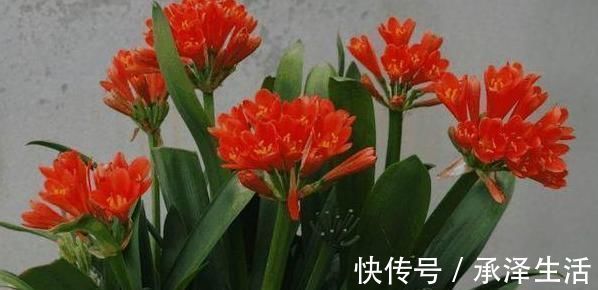 养分|养君子兰用这1物,长新叶、冒新芽很见效,仪态雍容长势佳