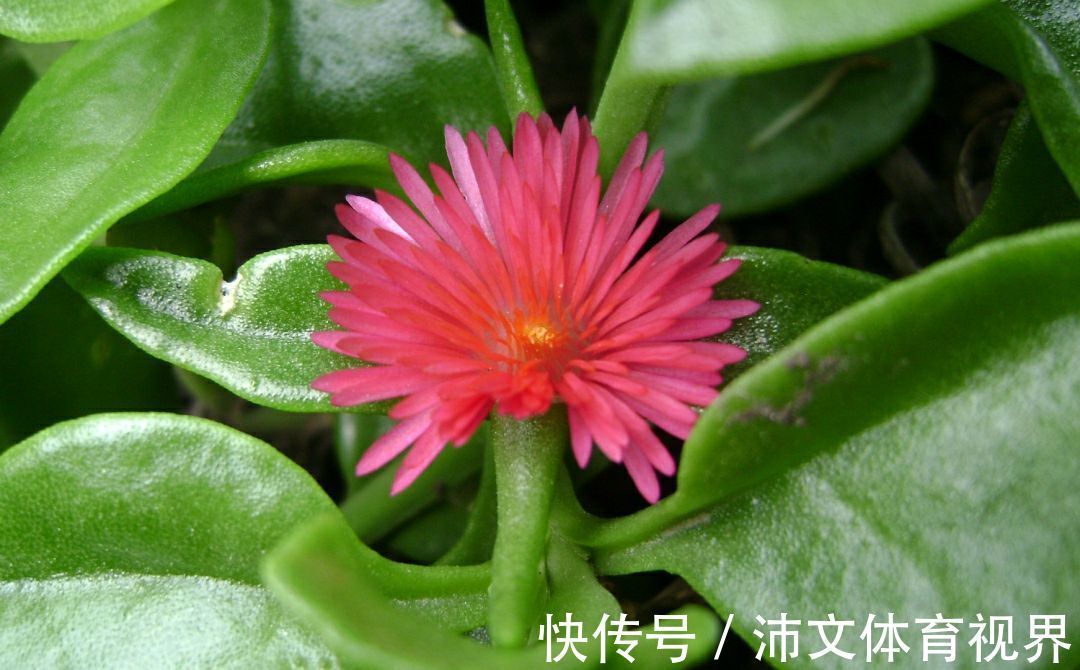 丽花|有阳台的花友，夏季都养8种花，把家养成了“花海”，太美了