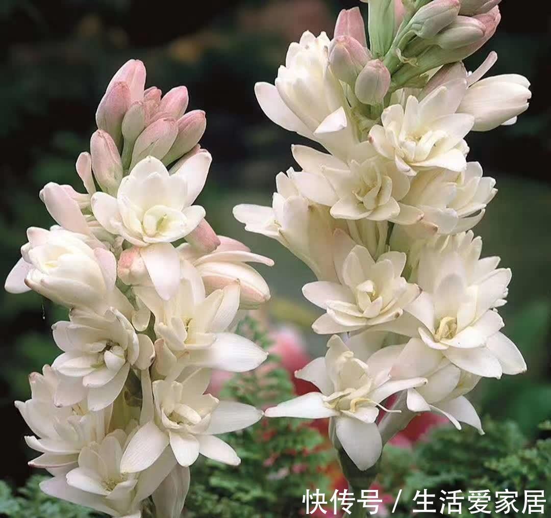 茶花|4种“漂亮花”,开花香气大,家里养一盆,再也不用喷香水
