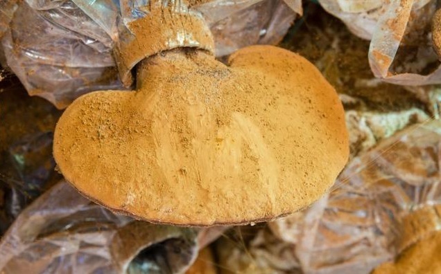 调理|调理失眠不要总是吃药，牢记1个土方，安睡8小时，一觉到天亮