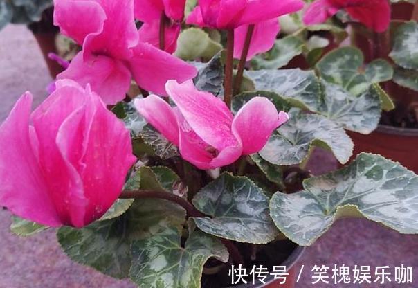 此种植物是多年生长的球根花,又叫兔耳花,花开2、3朵成簇