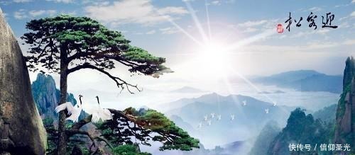 五大|中国五大文化古树 总树龄18800年 少林罗汉树上榜 第1树5000岁!