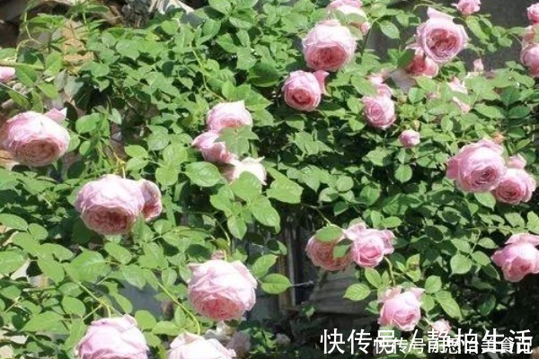 有机肥|她用一斤洋葱养出一片花海,邻居都来问什么秘诀,没想到这么简单