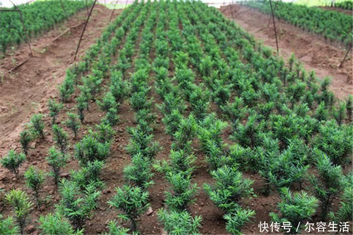 树皮|57年前被发现价值,曾一度濒危,如今有人大量种植,却沦为盆栽