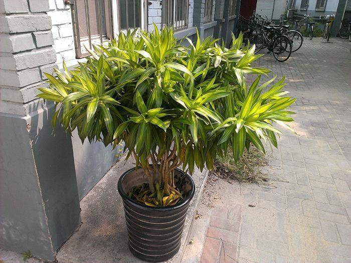 此4种药片过期也别扔,兑一兑水浇在黄叶烂根上,花越开越多