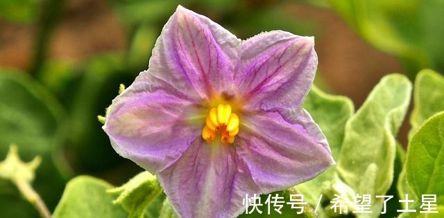 7月5日生日花 7月5日生日花