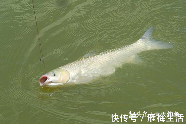小子线中的大学问钩间距的大小，影响着你的中鱼率！