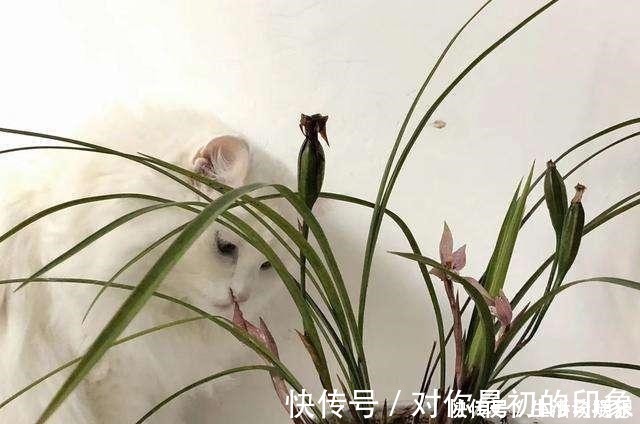 养兰新手必知,要便兰花多发苗、发壮苗,“这个动作”不可不做!