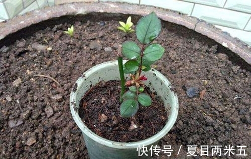 花卉|路边碰到修剪2种花，讨点枝条带回家，扦插成盆栽开花美极了！