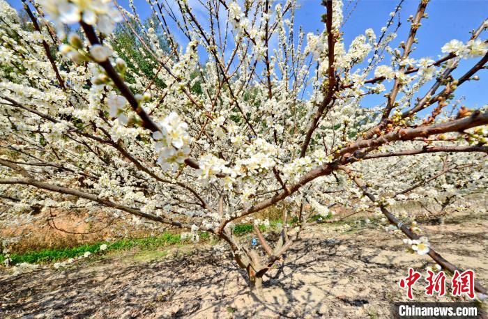 福建泉港：迎春有“李” 致富花开