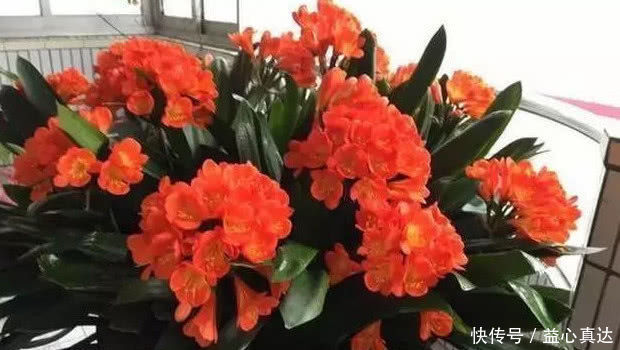 养君子兰,淘米水兑点“它”,叶片油绿,花芽猛冒,一次开几十朵