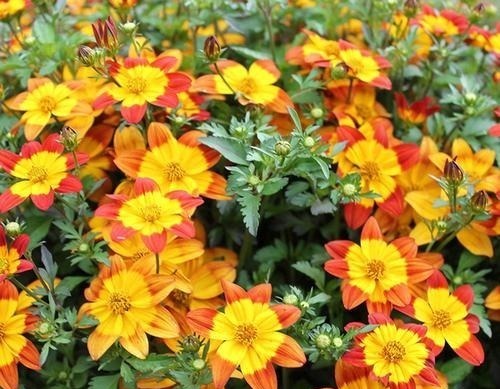 被名字耽误一生的6种花,土里土气,开花却“气度非凡”靓丽入眼