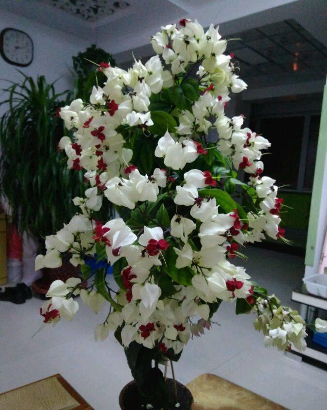 4种花好养易活,开花多,一开就停不下来,家里开成花海