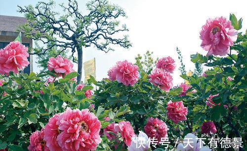 牡丹花|4种“富贵花”,南方养不好,北方能养几十年,爆成花树