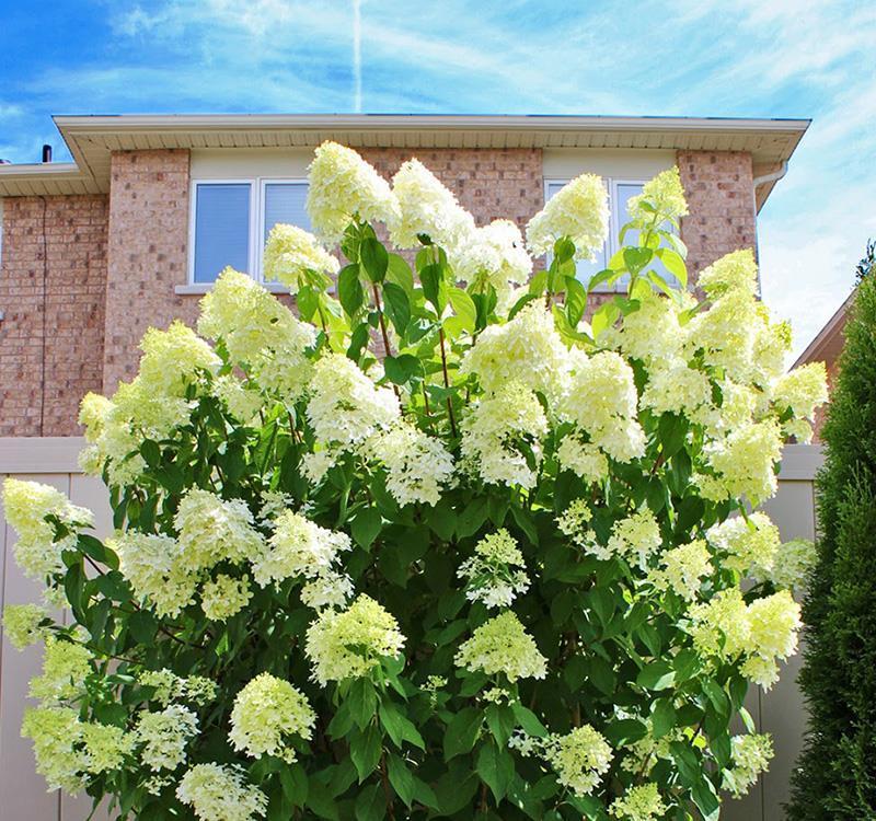 施肥|炎炎夏日,养花就养它,天天开花颜色很绝,美美哒