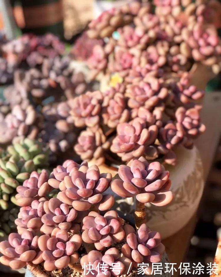 新手养多肉要注意,这2个坑要小心,不然养不好多肉