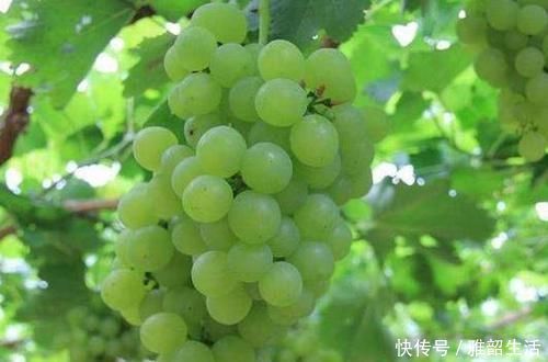 常吃|身体好的女人都会吃,常吃以下食物,滋润肌肤,改善睡眠,气色好