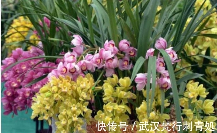 国兰|居家就养此款花卉,不闻不问,花开爆盆美如花,值得拥有